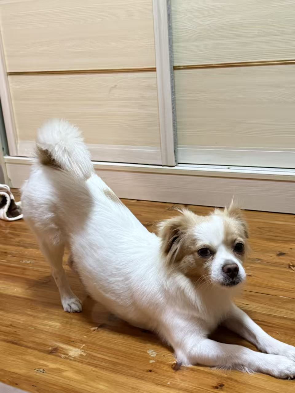 毛毛在地板上伸展身体