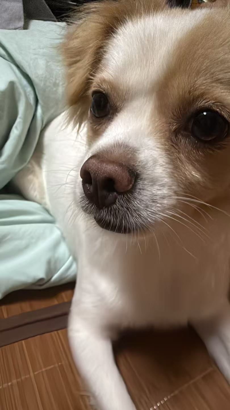 毛毛靠近镜头的脸