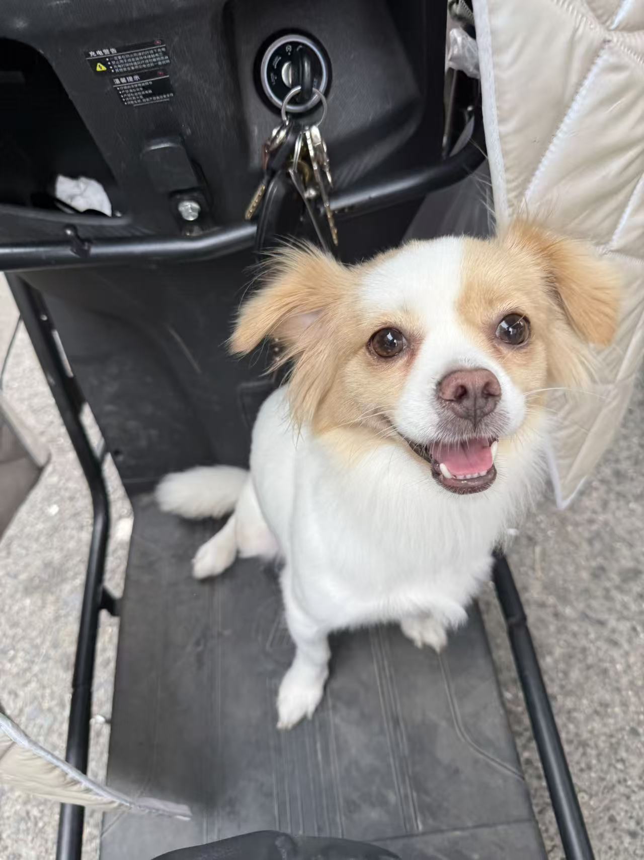 毛毛坐在外出的小车里