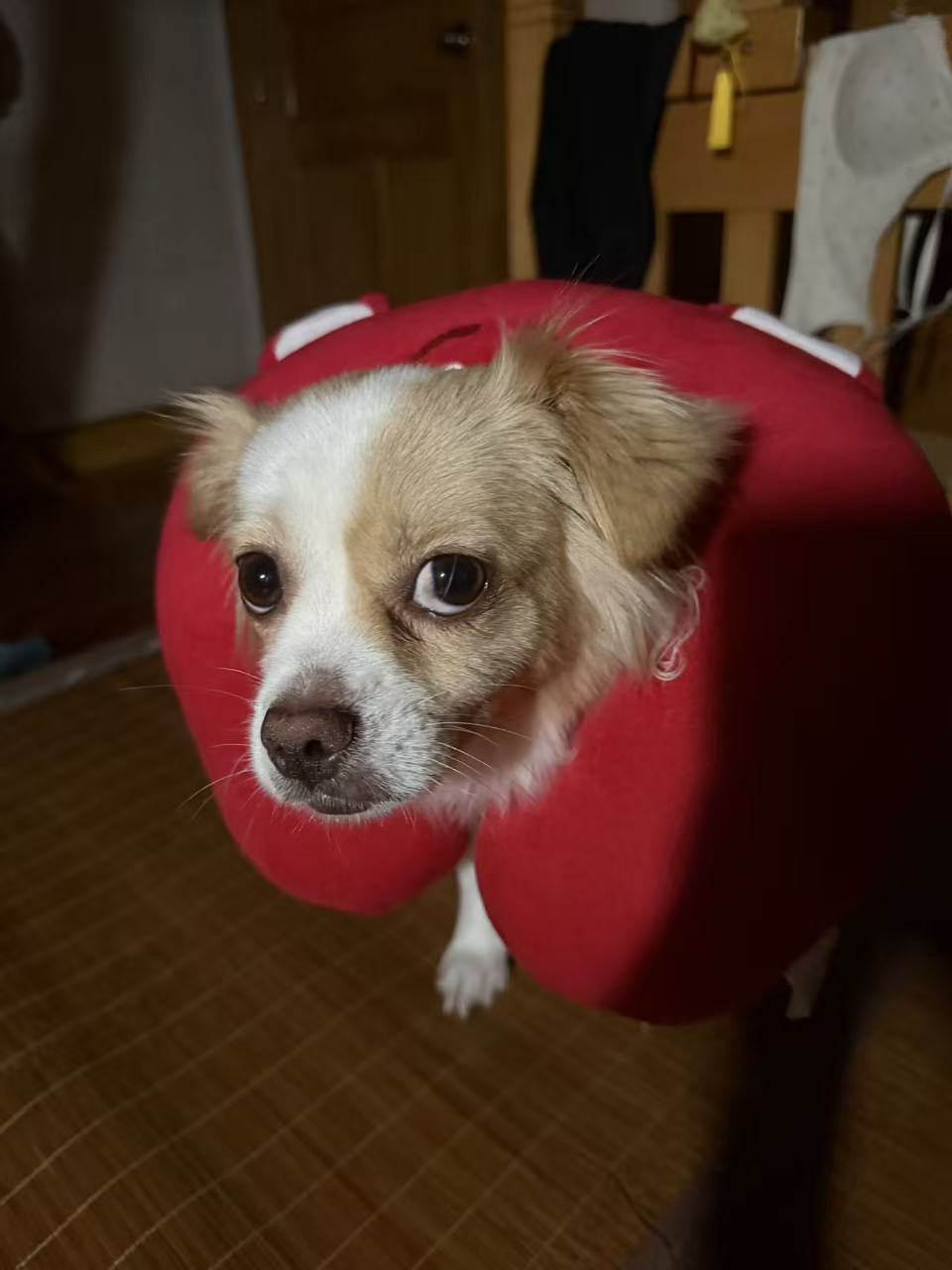 毛毛穿着红色的小靠枕坐着